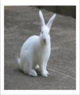 ⴰⵢⴰⵔⵣⵉⵣ