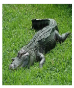 Crocodile