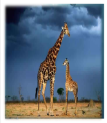 La girafe